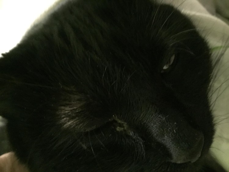 Гнойный конъюнктивит у котенка