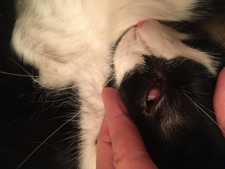 Заворот век у донских сфинксов