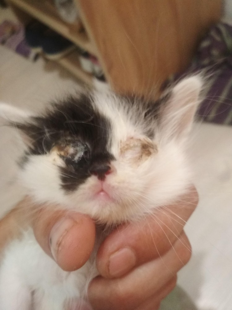 Гноится глазик у котенка