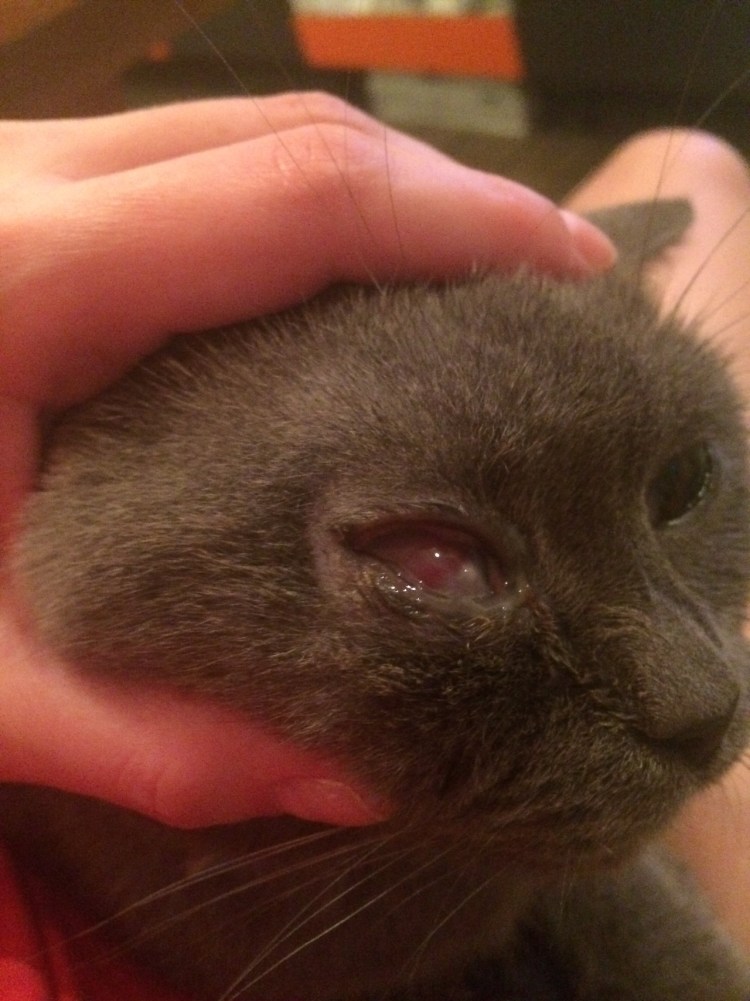 У кота глаза наполовину закрыты белой пленкой что это