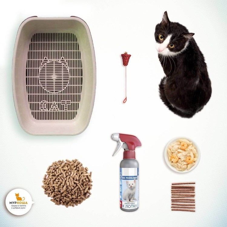 Приучить котенка к лотку