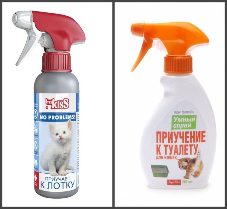 Как приучить кота к лотку в квартире