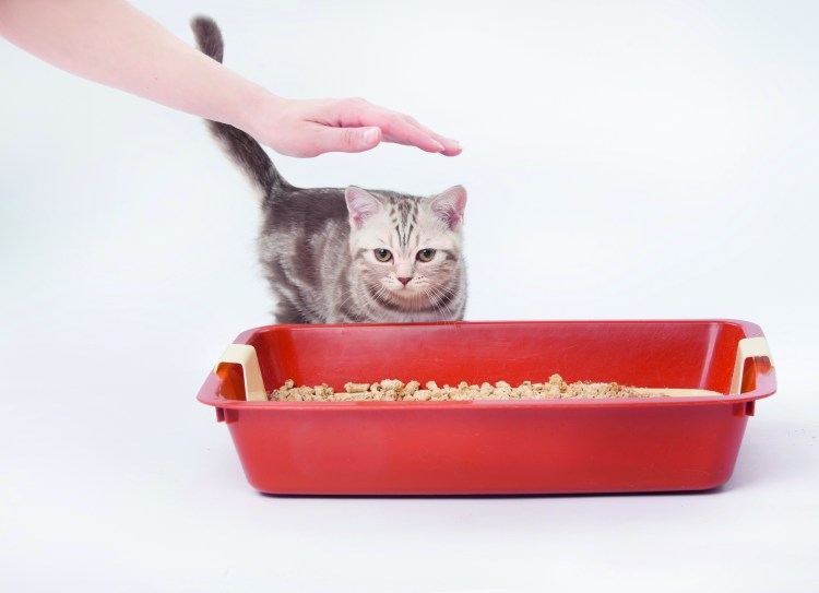 Текстура кошачьего лотка