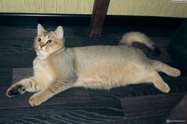 Скоттиш страйт Золотая шиншилла тикированный