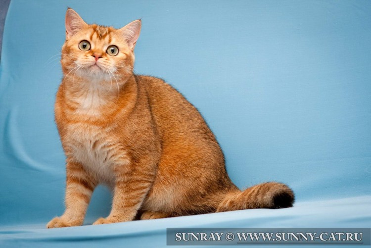 Золотая тикированная шиншилла