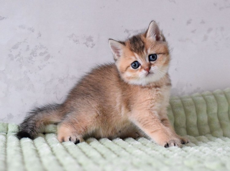 Золотая тикированная шиншилла кошка