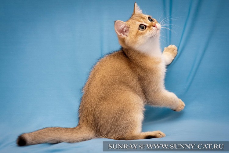 Британская шиншилла Золотая тикированная