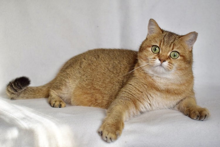 Скоттиш страйт золотой