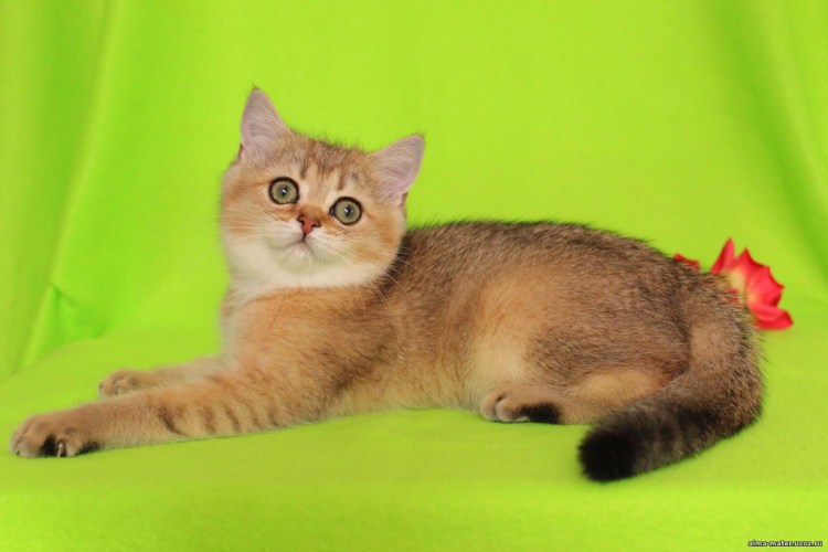 Британская кошка ny25