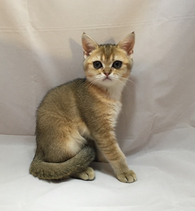 Скоттиш страйт красный тикированный