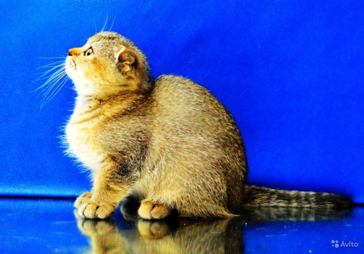 Черный тикированный окрас британских кошек