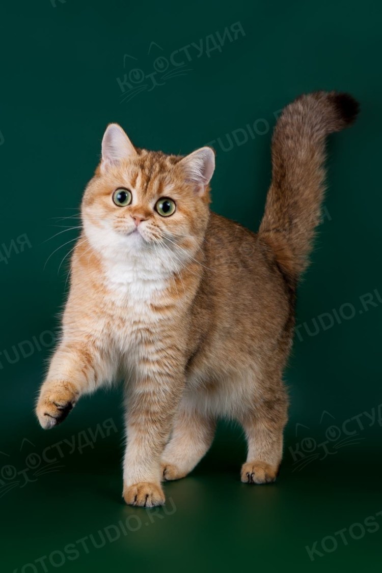 Золотая тикированная шиншилла ny25