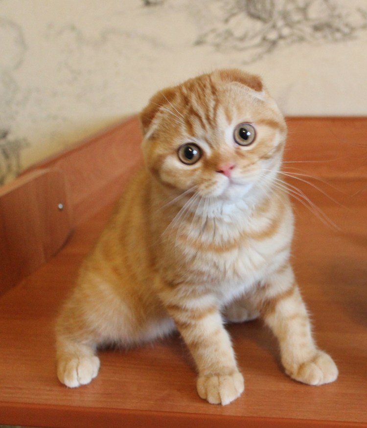 Рыжий вислоухий кот шотландец