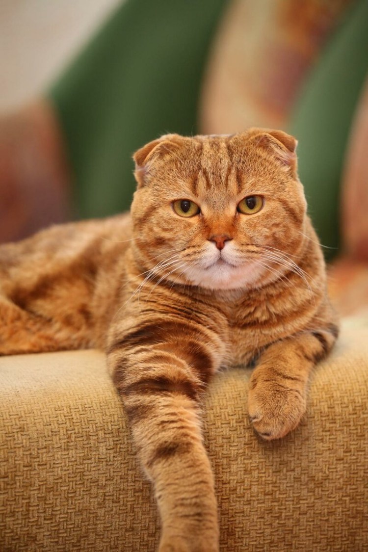 Скоттиш фолд рыжий