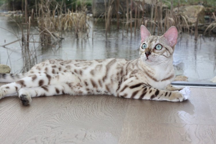 Бенгал Линкс