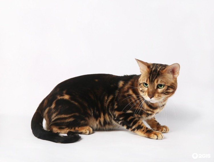 Бенгальская кошка Сноу