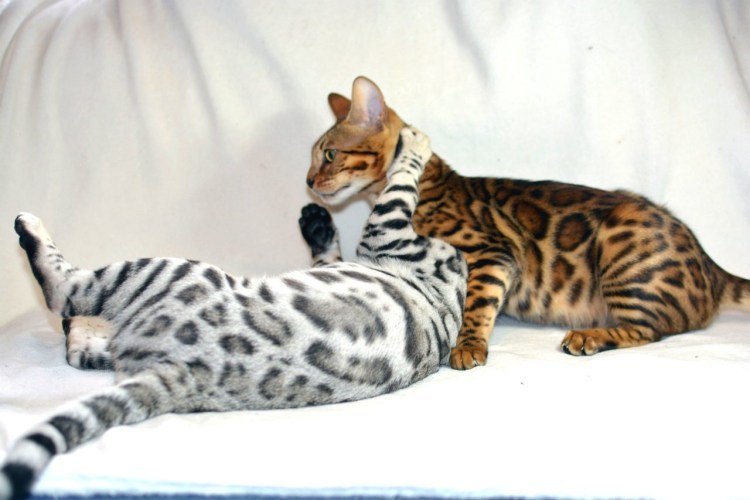 Снежный Линкс бенгал