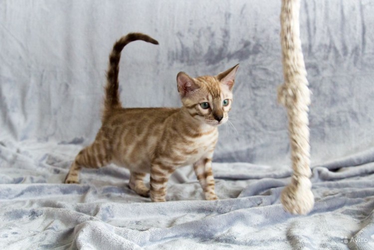 Снежный бенгальский котенок