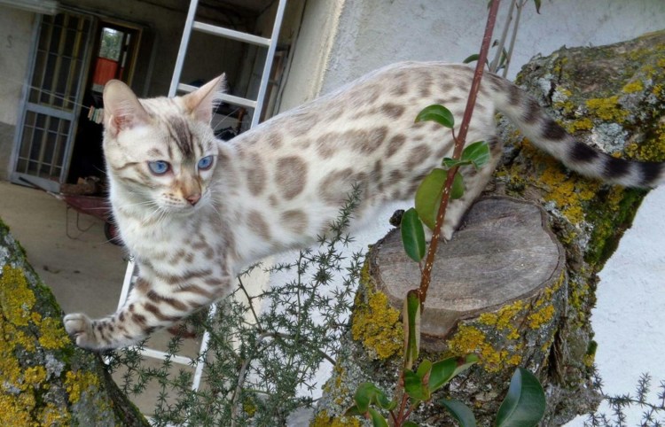 Бенгальский кот снежный минк