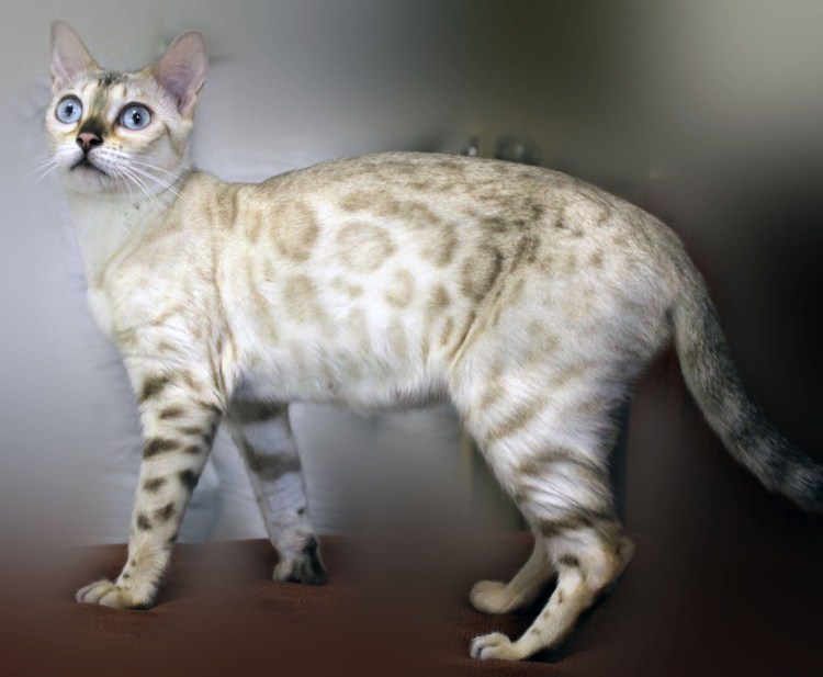 Бенгальская кошка Линкс