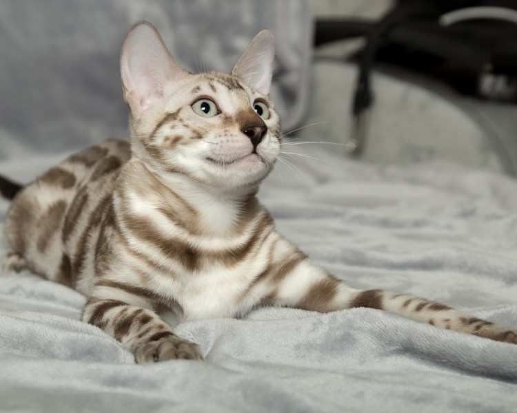 Бенгальский кот снежный Марбл
