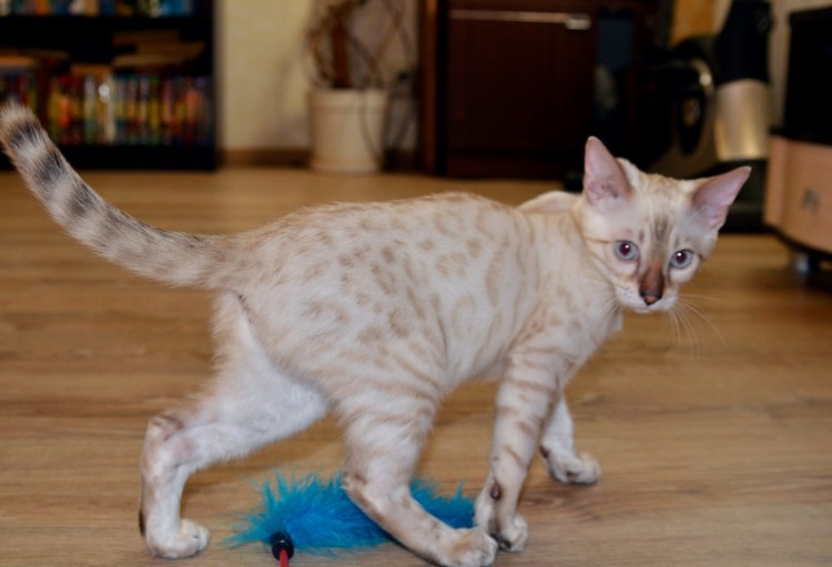 Снежная Бенгальская кошка