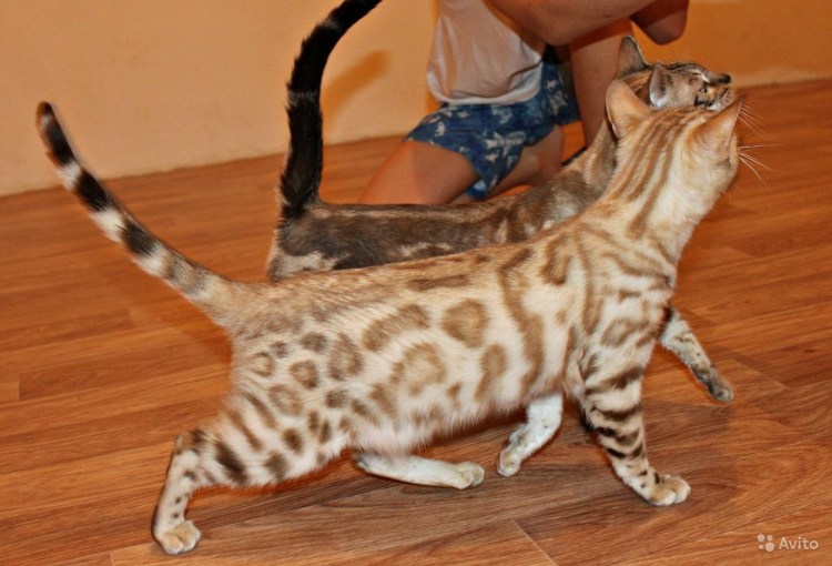 Бенгальская кошка Сноу