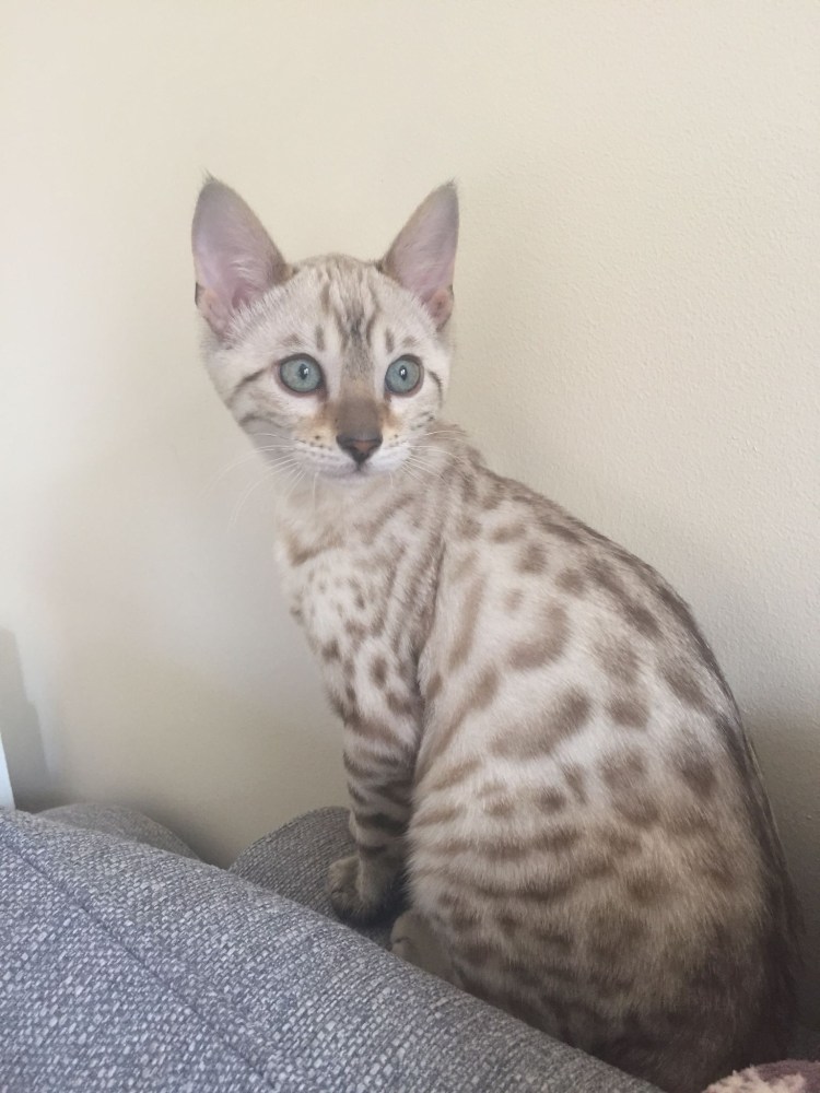 Бенгальский котенок косолапит