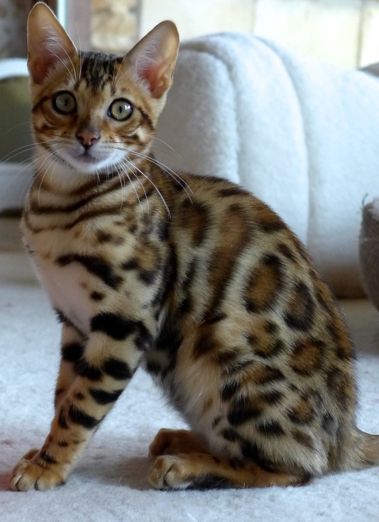 Бенгальская кошка Линкс Марбл