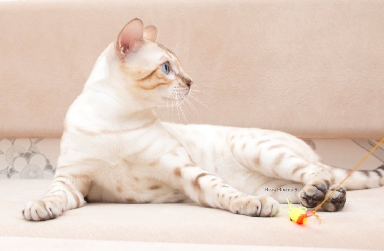 Бенгал Сноу Линкс