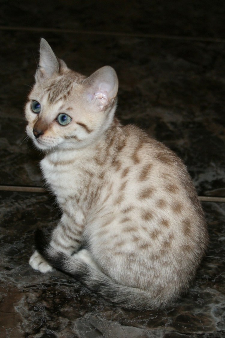 Бенгал Барс Бенгальская кошка