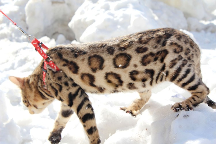 Котята бенгалы снежный Барс