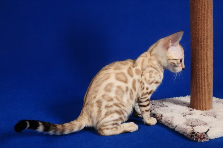 Снежный бенгал колорпойнт