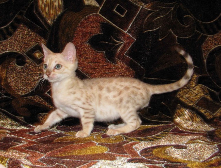 Бенгал Блэк споттед табби