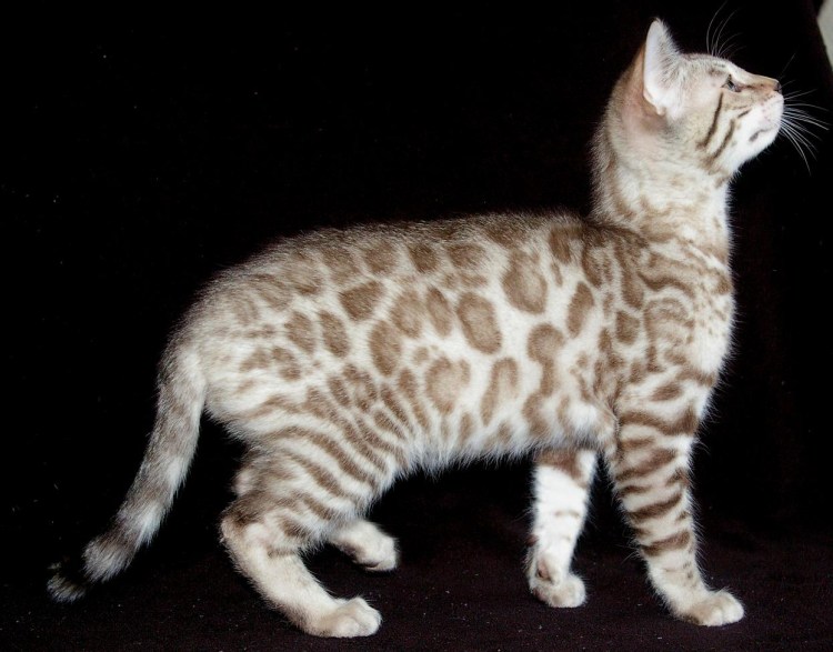 Снежный Линкс бенгал