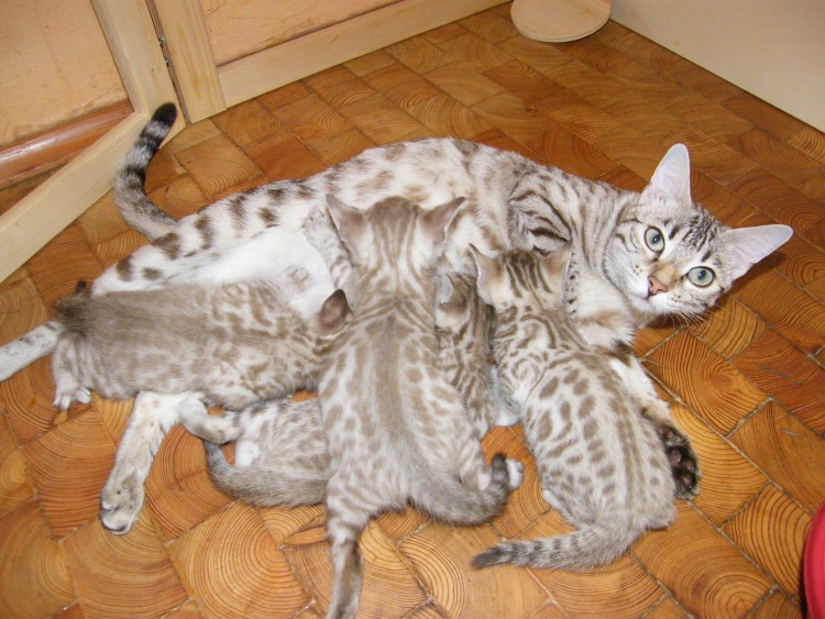 Бенгальская кошка снежный Барс