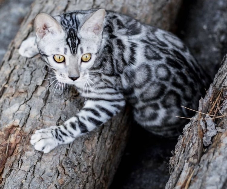 Белый бенгальский кот