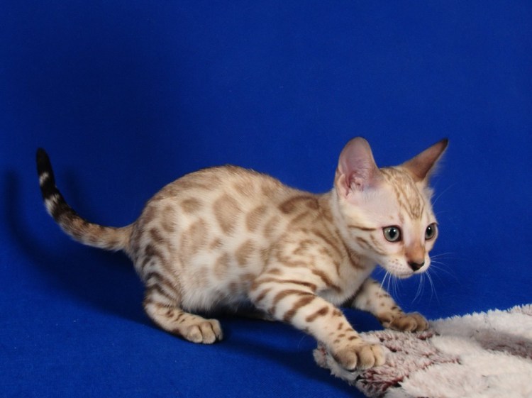 Снежный Линкс бенгал