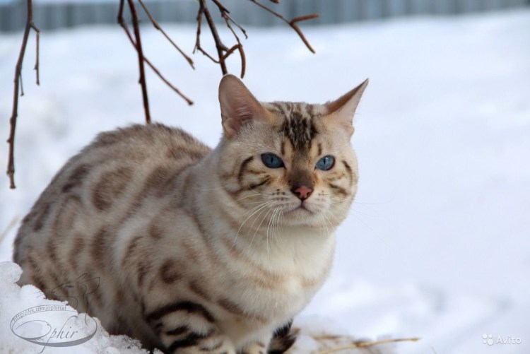Бенгал кошка