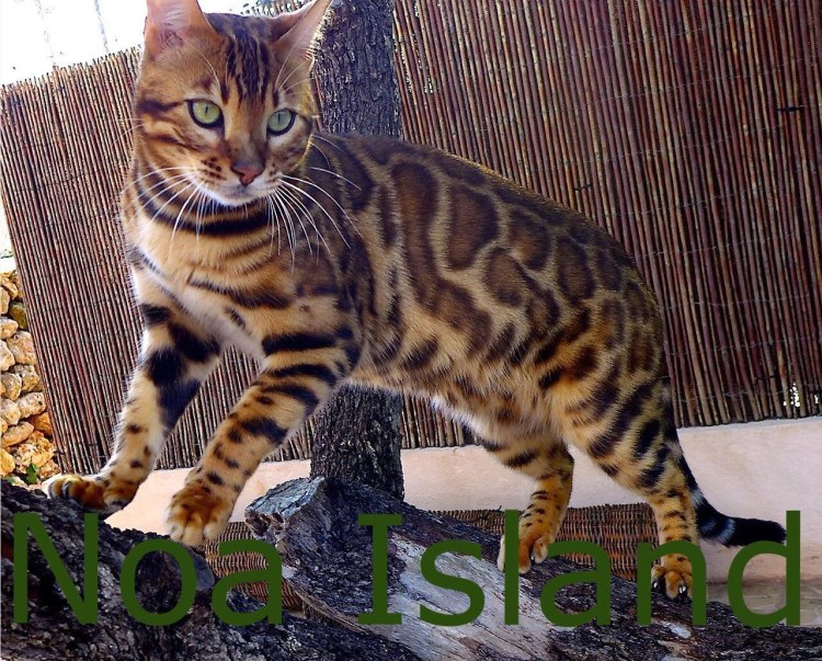 Снежный минк