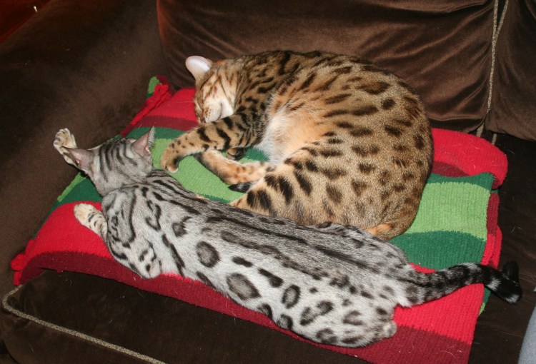 Бенгал снежный премиум