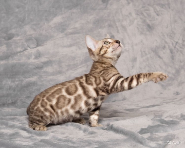 Бенгальский кот окрас снежный Барс