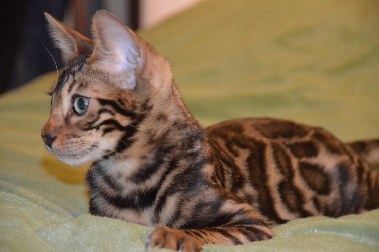 Бенгал палевого окраса