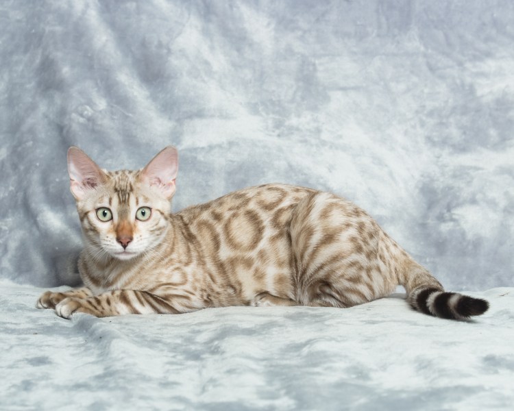 Бенгальская кошка снежный Линкс