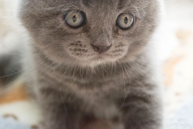 Шотландская скоттиш страйт кошка