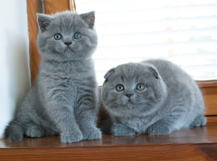 Британская остроухая кошка Буся