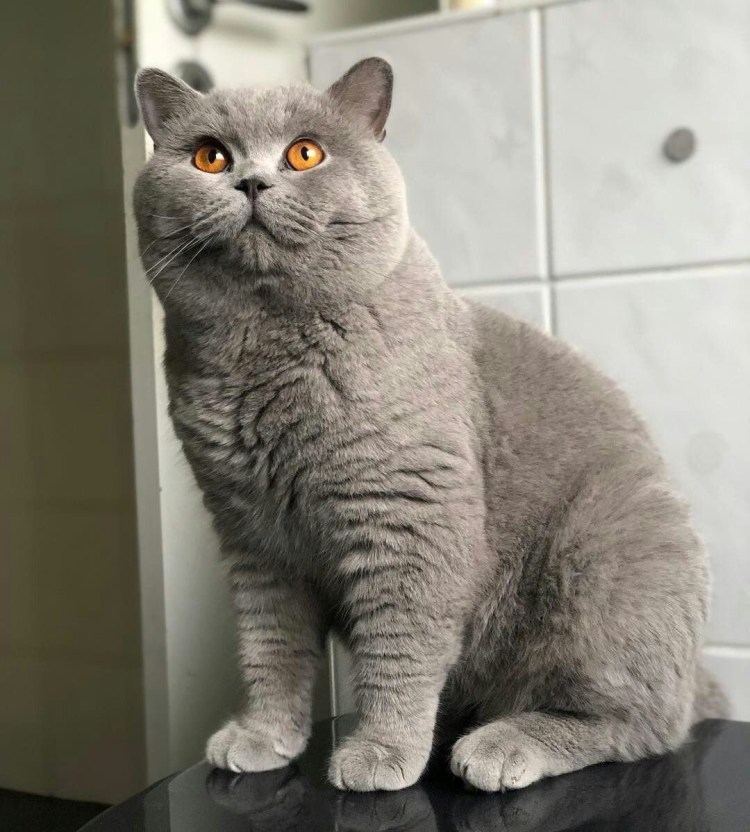 Шотландский кот скоттиш страйт