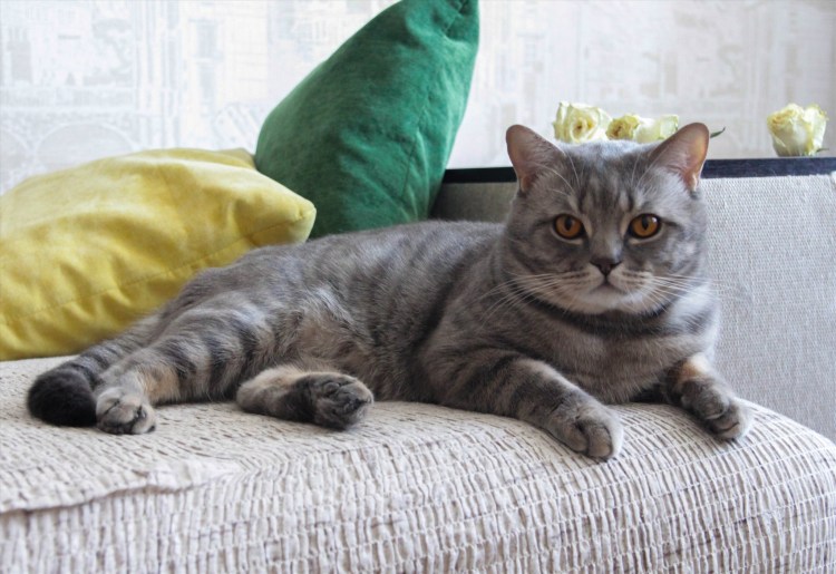 Шотландский скоттиш страйт