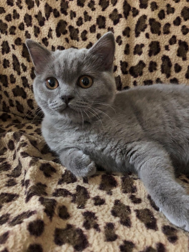 Шотландская кошка остроухая страйт