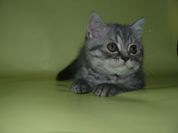 Шотландский кот прямоухий